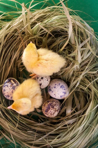 Pollitos de codorniz que acaban de nacer de un huevo — Foto de Stock
