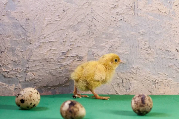 Μικρά ορτύκια που μόλις εκκολάφθηκαν από ένα αυγό — Φωτογραφία Αρχείου