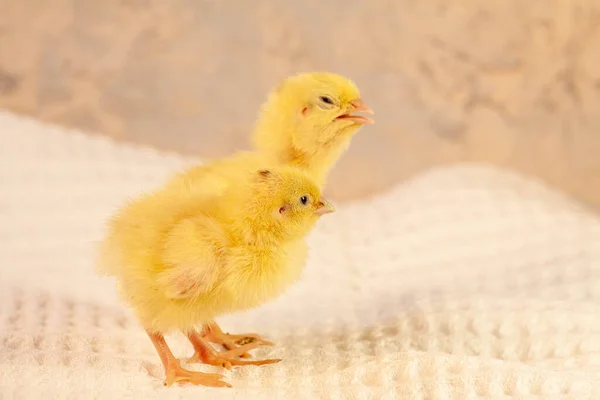 Yumurtadan yeni çıkmış küçük bıldırcın yavruları. — Stok fotoğraf