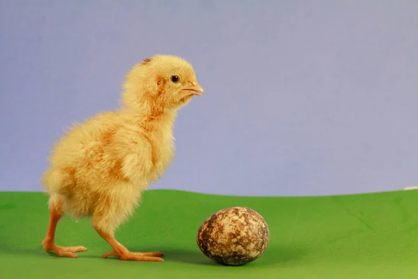 Tiny quail chicks that just hatched from an egg — Stock Photo, Image