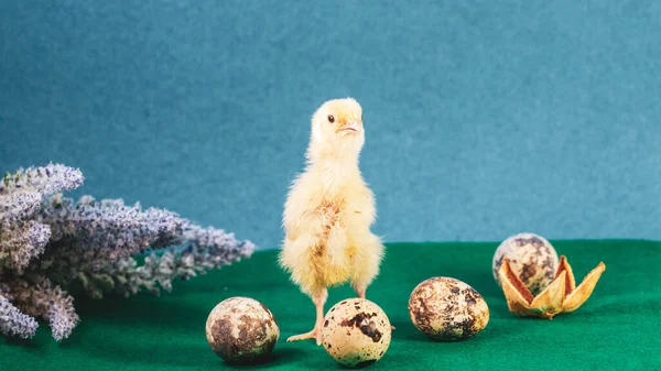 tiny quail chicks that just hatched from an egg