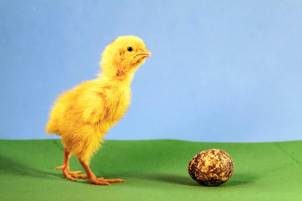 Tiny quail chicks that just hatched from an egg — Stock Photo, Image