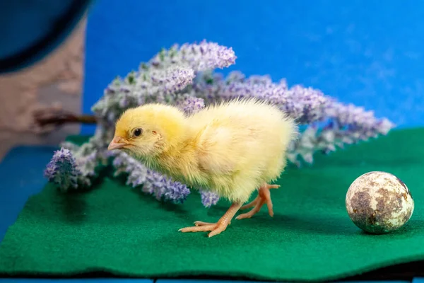 Tiny quail chicks that just hatched from an egg — Stock Photo, Image