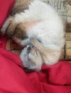 Tatlı miyavlayan tekir kedicik.