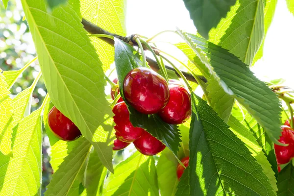 Sulu bir olgun tatlı kiraz dal yeşil yaz güneşli bir günde bahçede bırakır