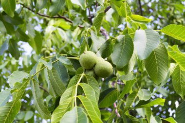 Güneşli bir yaz bahçesinde meyve ile ceviz ağacı