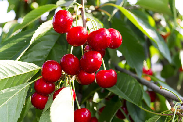 Bunch of ripe organic juicy cherries on a branch in the garden