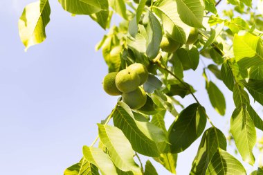 Olgunlaşmamış yeşil ceviz kopya alanı ile mavi gökyüzü karşı bahçede güneşli bir öğleden sonra bir ağaçta. Doğal arka plan veya fikirlerinizi için Düzen