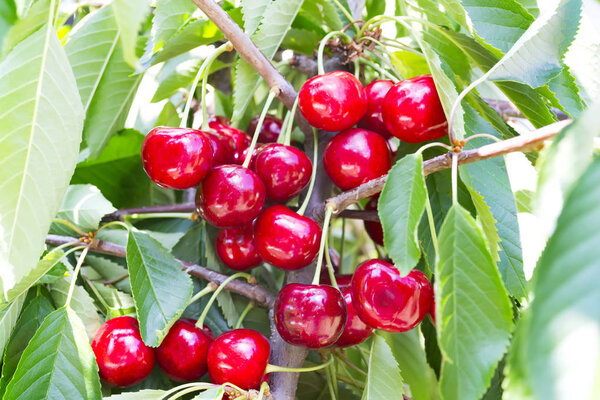 Сочные спелые вишни на дереве в саду. Продукты питания
