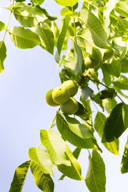 Yeşil ceviz kopya alanı ile mavi gökyüzü karşı bir yaz güneşli bahçesinde bir ağaçta. Doğal arka plan