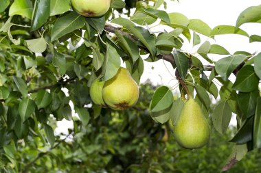 Armut büyüyen bir dal yeşil ile bahçede açık havada yaz aylarında bırakır