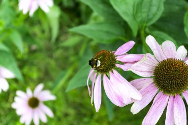 Ekinezya çiçeklerle bir arka plan yeşil çim bahçesinde arı. Tıbbi bitki