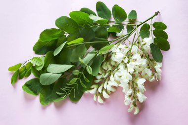 Blooming branches of white acacia with green leaves on a pink background with copy space. Robinia pseudoacacia . clipart