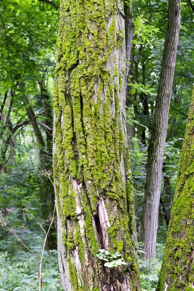 Le tronc d'un vieil arbre couvert de mousse sur le fond de la forêt printanière verte. Contexte naturel — Photo