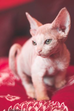 Devon Rex üç aylık kedicik