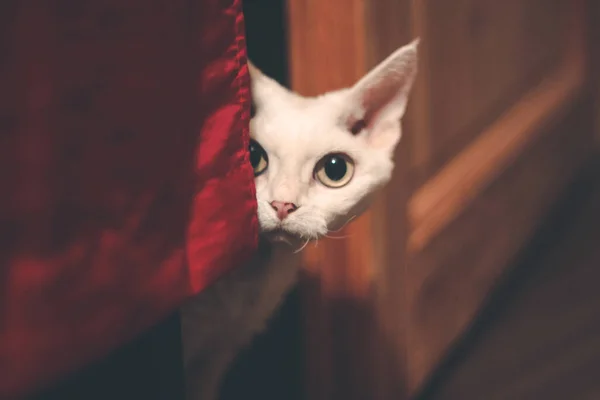 Devon Rex Gatto Dietro Tenda Rossa — Foto Stock