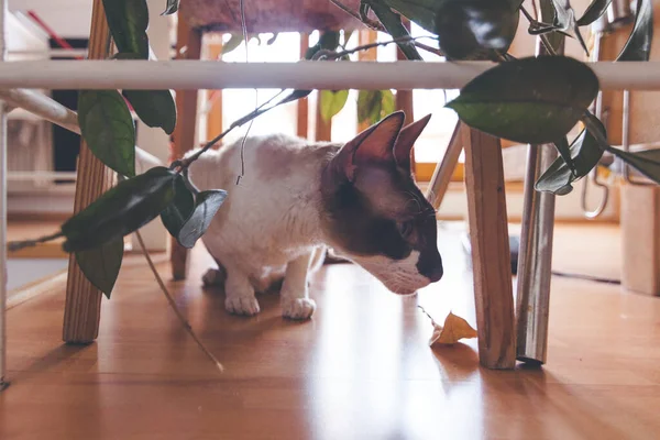 植物のポットの下のコーンウォールレックス猫の嗅ぎ — ストック写真