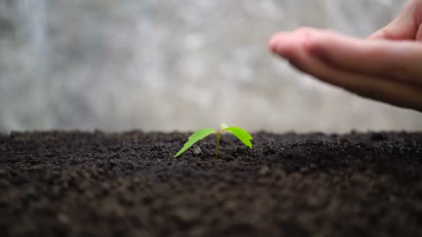 Man hand vattning ung planta. — Stockvideo