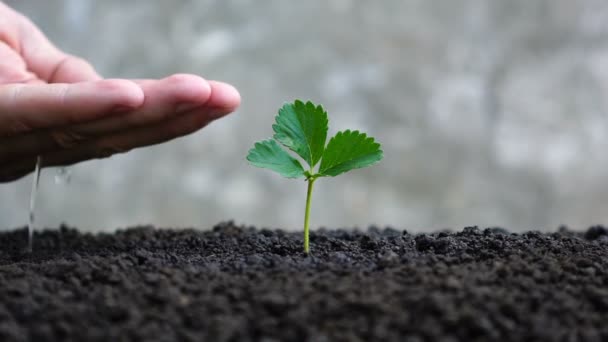 Man hand drenken van jonge plant. — Stockvideo