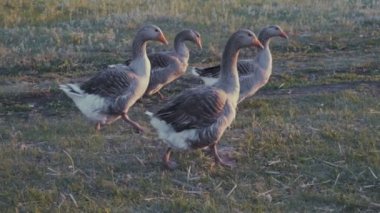 Açık havada yürüyüş günbatımında kaz.