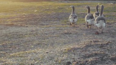 Açık havada yürüyüş günbatımında kaz.