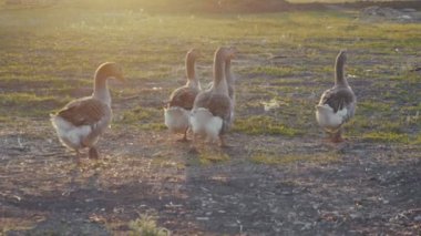 Açık havada yürüyüş günbatımında kaz.