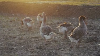 Açık havada yürüyüş günbatımında kaz.