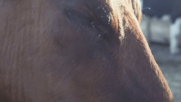 Portret van een close-up van de koe op de boerderij — Stockvideo