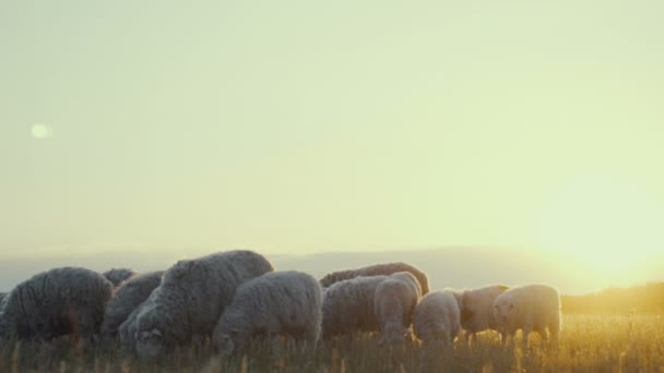 Kudde schapen op een boerderij in de zonsondergang. — Stockvideo