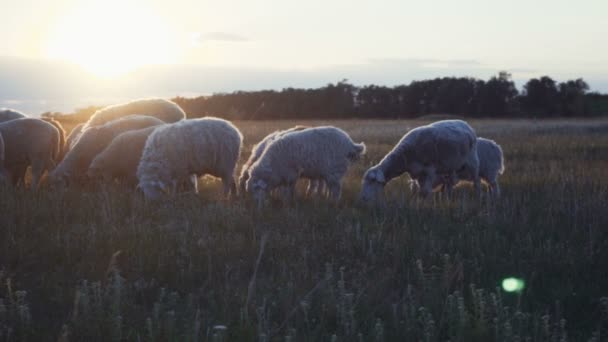 Schafherde auf einem Bauernhof im Sonnenuntergang.