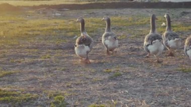 Açık havada yürüyüş günbatımında kaz.