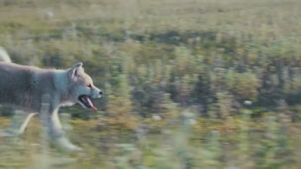 Cachorro corriendo en la hierba — Vídeo de stock