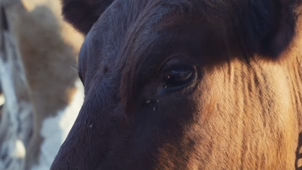 Porträt einer Kuh aus nächster Nähe auf einem Bauernhof — Stockvideo