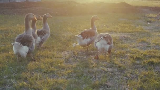 Geese walking outdoors in the sunset. — Stock Video