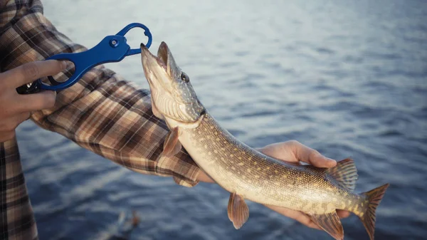 Young fisherman actively fishing at lake. Man demonstrates the caught pike — Stock Photo, Image