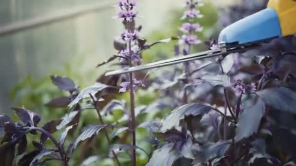 Woman gardener cuts pruner basil. — Stock Video