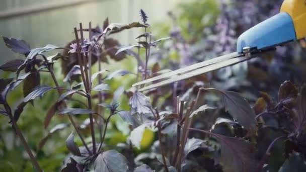 Mujer jardinero cortes podadora albahaca . — Vídeos de Stock