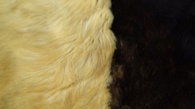 Sorunsuz döngü kabarık saçlı deri köpek