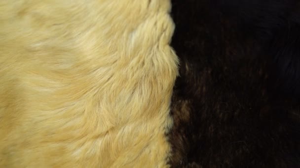 Bezešvá smyčka nadýchanými vlasy kůži psa — Stock video