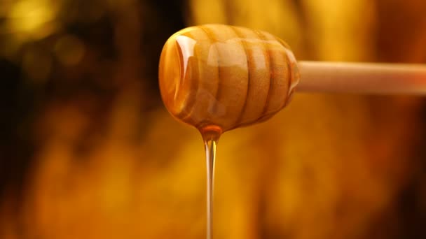 Footage organic honey dripping from wooden honey spoon background — Stock Video