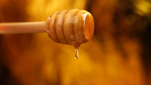 Footage organic honey dripping from wooden honey spoon background — Stock Video