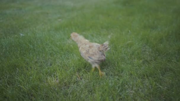 Metraje poco polluelo caminando al aire libre en verde hierba . — Vídeo de stock