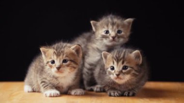 Görüntüleri kabarık kedi yavrusu yere oturur.