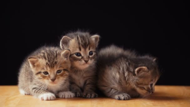 Beeldmateriaal pluizig kitten zit op de vloer. — Stockvideo