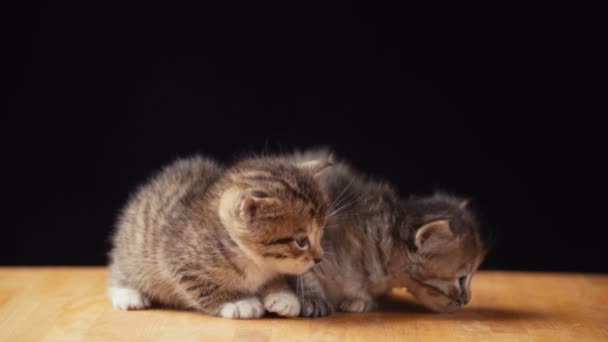 Filmación esponjoso gatito se sienta en el suelo . — Vídeos de Stock