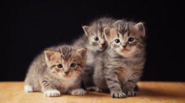 Görüntüleri kabarık kedi yavrusu yere oturur.