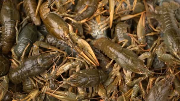 Filmagem Live Crayfish Close Girar Uma Bandeja Vídeo — Vídeo de Stock