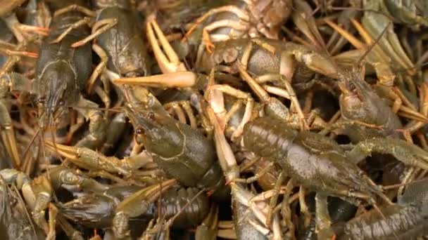 Les images live crayfish close-up tournent sur un plateau . — Video