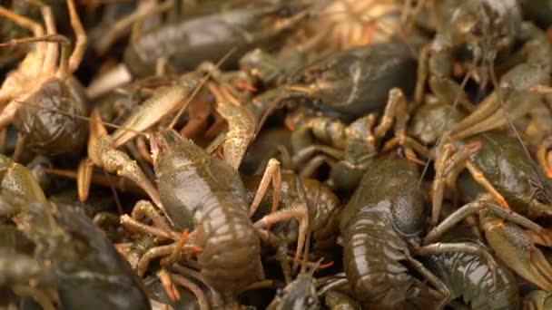 Les images live crayfish close-up tournent sur un plateau . — Video