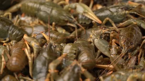 Filmagem live crayfish close-up girar em uma bandeja . — Vídeo de Stock